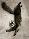 WINSTON #1782 - Offered by Owner - Fluffy Adult