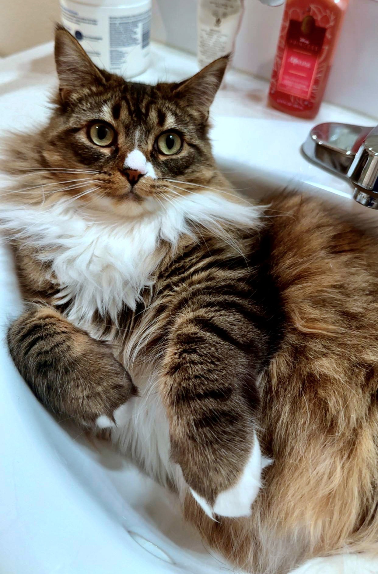 FRANCESCA #1783-Offered by Owner- Fluffy Young Image