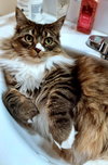 FRANCESCA #1783-Offered by Owner- Fluffy Young