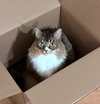 FRANCESCA #1783-Offered by Owner- Fluffy Young