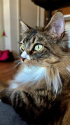 FRANCESCA #1783-Offered by Owner- Fluffy Young