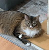 FRANCESCA #1783-Offered by Owner- Fluffy Young