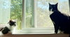 POPPI & BELLA #1786 - Offered by Owner - Bonded