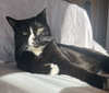 POPPI & BELLA #1786 - Offered by Owner - Bonded