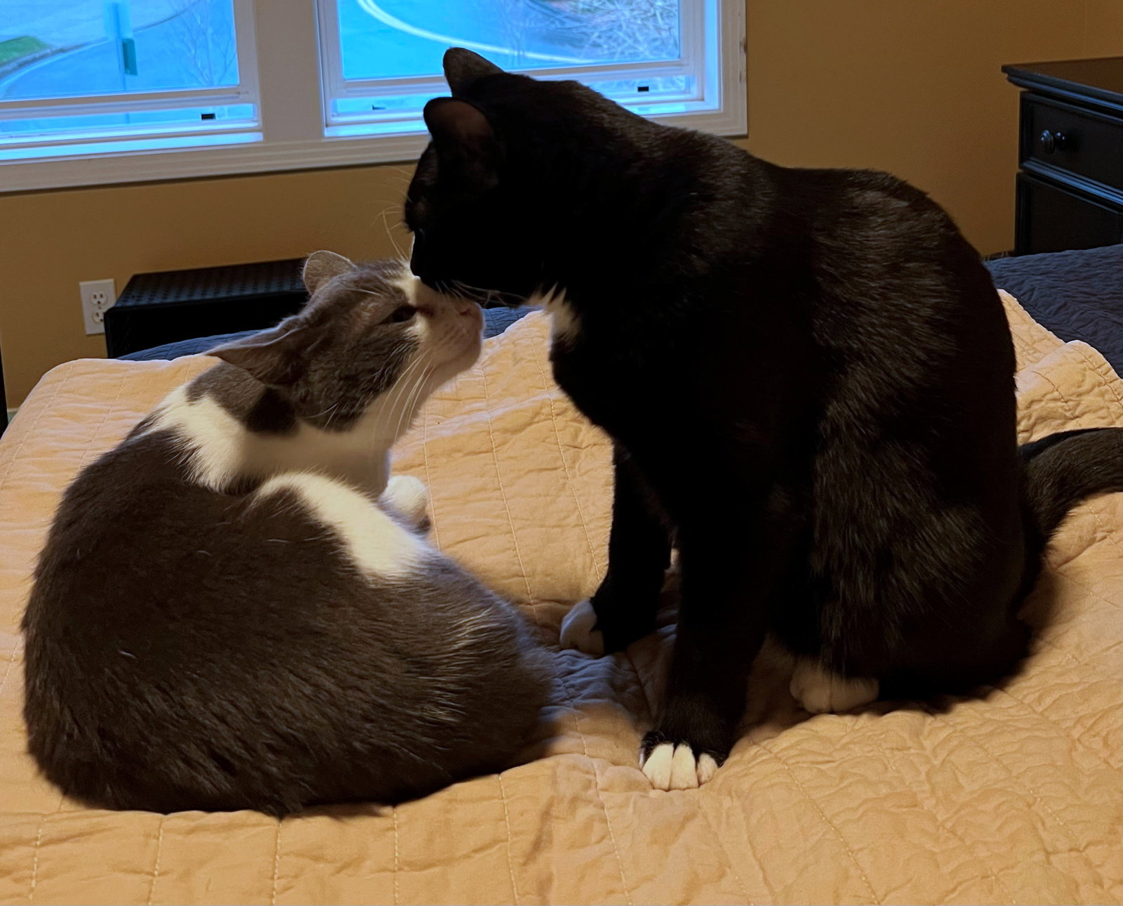 POPPI & BELLA #1786 - Offered by Owner - Bonded Image