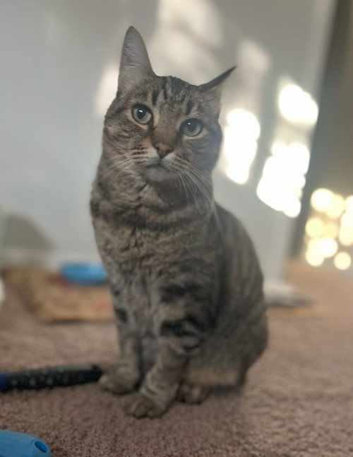 picture of the cat needing adoption