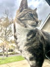 CAPER #1789 - Offered by Owner - Senior in/out