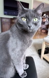 BABY #1792 - Offered by Owner - Sr. Russian Blue