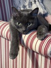 BABY #1792 - Offered by Owner - Sr. Russian Blue