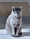 BABY #1792 - Offered by Owner - Sr. Russian Blue