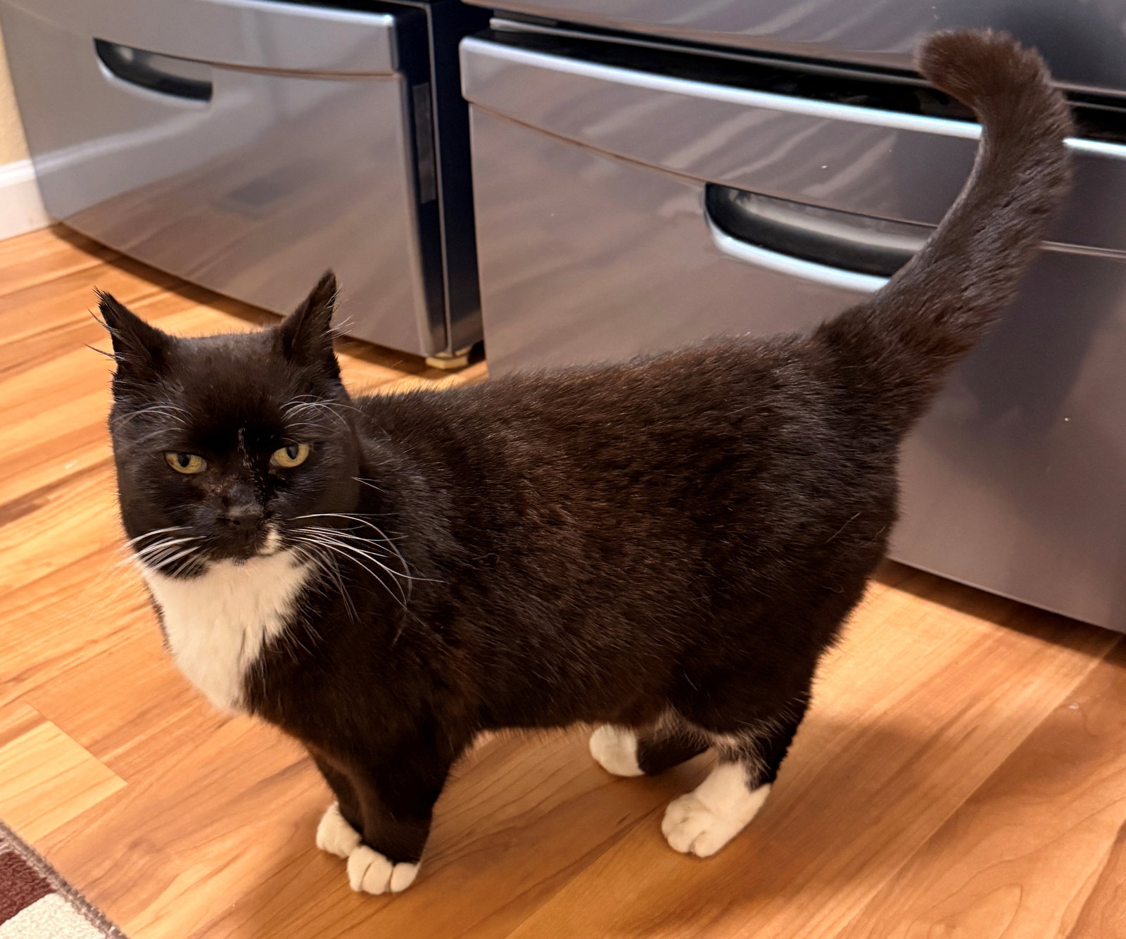 KITTY CAT #1794 - Offered by Owner - Sweet Senior Image