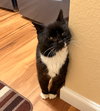 KITTY CAT #1794 - Offered by Owner - Sweet Senior