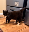KITTY CAT #1794 - Offered by Owner - Sweet Senior