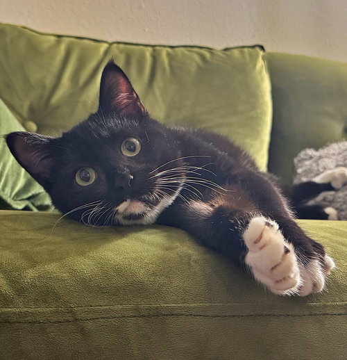 ARTHUR #1795 - Offered by Owner- Teen