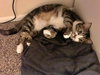 MACHI #1797 - Offered by Owner - Young Male
