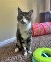 MACHI #1797 - Offered by Owner - Young Male