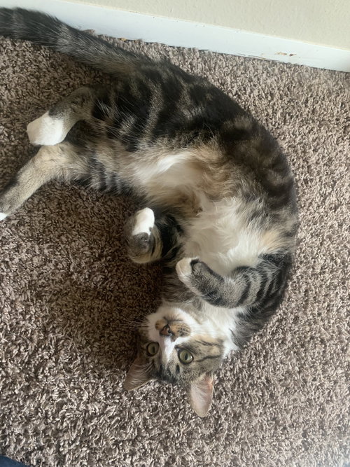 MACHI #1797 - Offered by Owner - Young Male, Adult Tabby / Domestic Short Hair / Mixed (short coat), cat for adoption in Keizer, Oregon