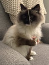 MEEKO #1798- Offered by Owner- Raagdoll