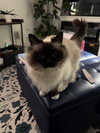 MEEKO #1798- Offered by Owner- Raagdoll