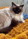 MEEKO #1798- Offered by Owner- Raagdoll