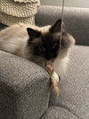 MEEKO #1798- Offered by Owner- Raagdoll