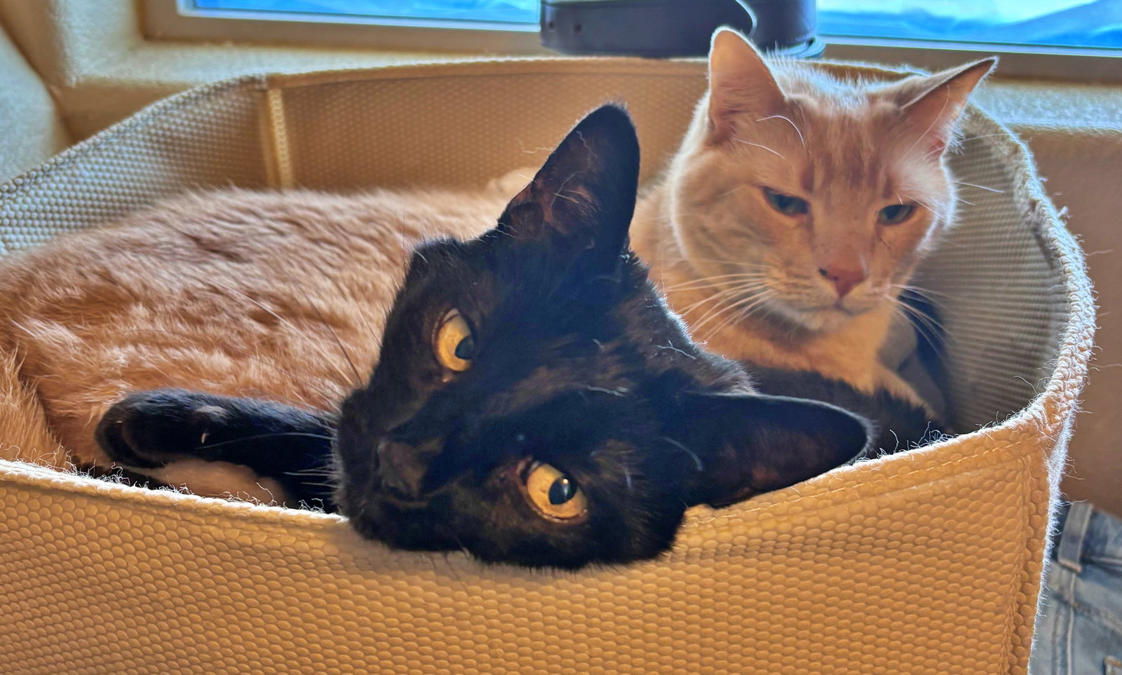 LUNA & DEWEY #1799 - Offered by Owner - Bonded Image