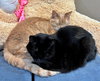 LUNA & DEWEY #1799 - Offered by Owner - Bonded