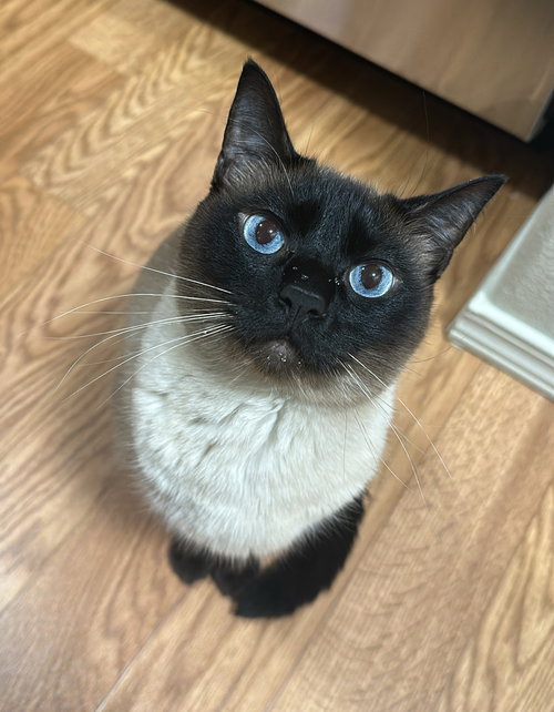 THEO #1801 - Offered by Owner - Siamese Male