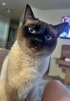 THEO #1801 - Offered by Owner - Siamese Male