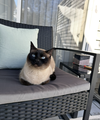 THEO #1801 - Offered by Owner - Siamese Male