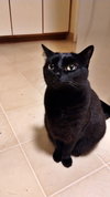 JINX #1802 -Offered by Owner Female