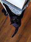 JINX #1802 -Offered by Owner Female