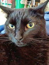 JINX #1802 -Offered by Owner Female