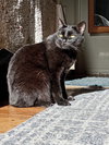 JINX #1802 -Offered by Owner Female