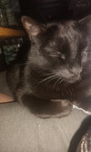 JINX #1802 -Offered by Owner Female