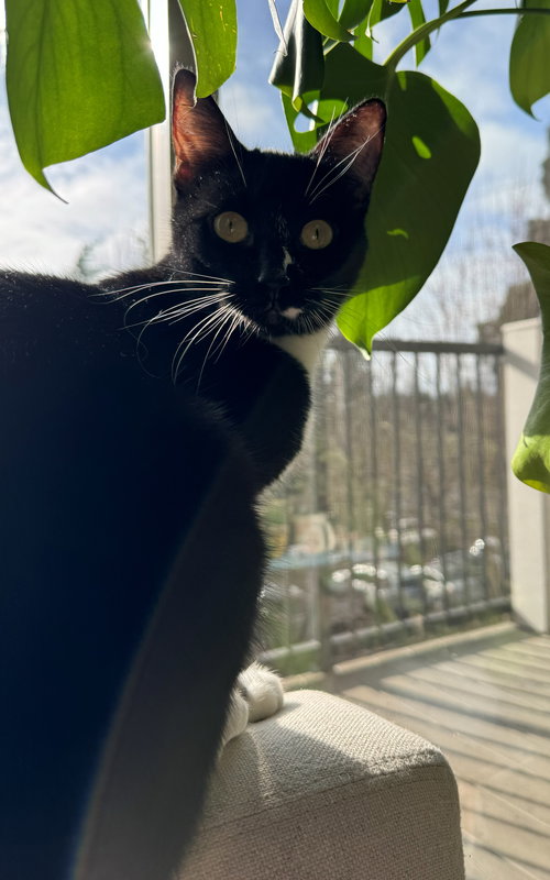 ZELDA #1804 - Offeread by Owner - Good with dogs
