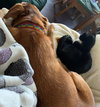 ZELDA #1804 - Offeread by Owner - Good with dogs