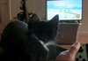 ZELDA #1804 - Offeread by Owner - Good with dogs