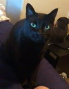 AGGY #1803 - Offered by Owner - Senior needs YOU!