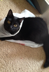 AGGY #1803 - Offered by Owner - Senior needs YOU!