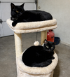 GOOSE and MOXIE - Offered by Owner - Sister Pair