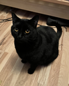 GOOSE and MOXIE - Offered by Owner - Sister Pair
