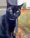 GOOSE and MOXIE - Offered by Owner - Sister Pair