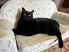 GOOSE and MOXIE - Offered by Owner - Sister Pair