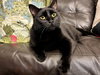 GOOSE and MOXIE - Offered by Owner - Sister Pair