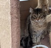 MILLER #1, #2, #3 - Offered by Owner- Maine Coon