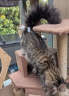 MILLER #1, #2, #3 - Offered by Owner- Maine Coon