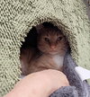 MILLER #1, #2, #3 - Offered by Owner- Maine Coon