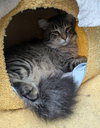 MILLER #1 & #2 - Offered by Owner- Maine Coon