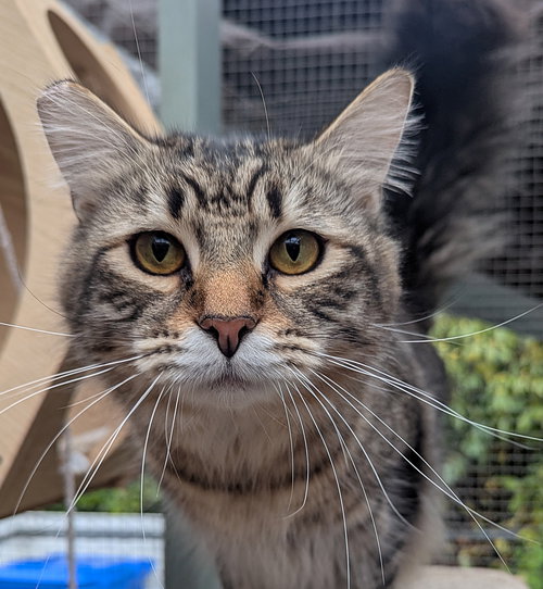 picture of the cat needing adoption